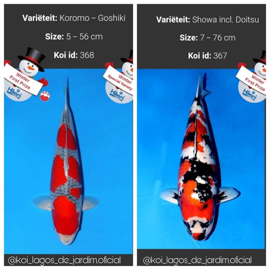 WINTER HOLLAND KOI SHOW 2022