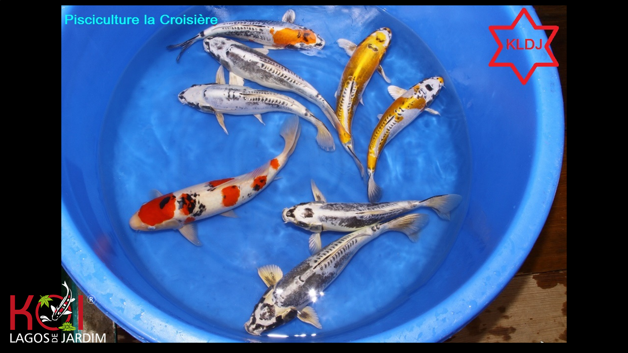 KOIS NISAI JAPAN