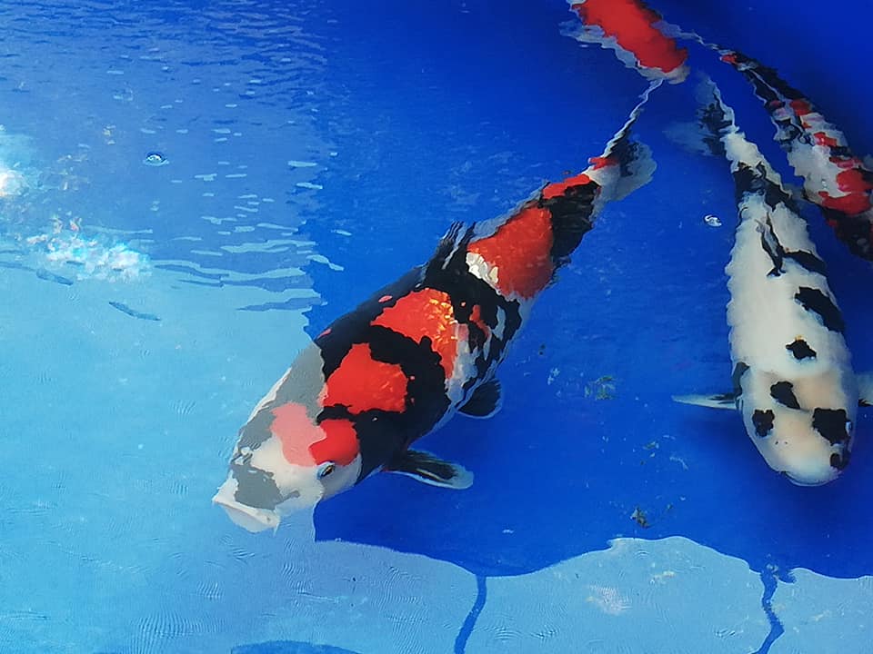 BELGIUM KOI SHOW 2019