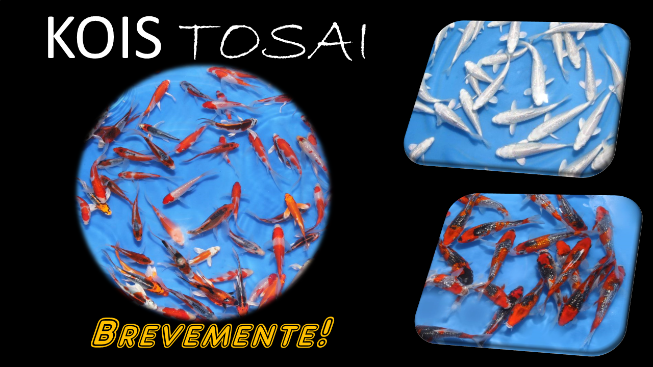 KOI TOSAI 2020
