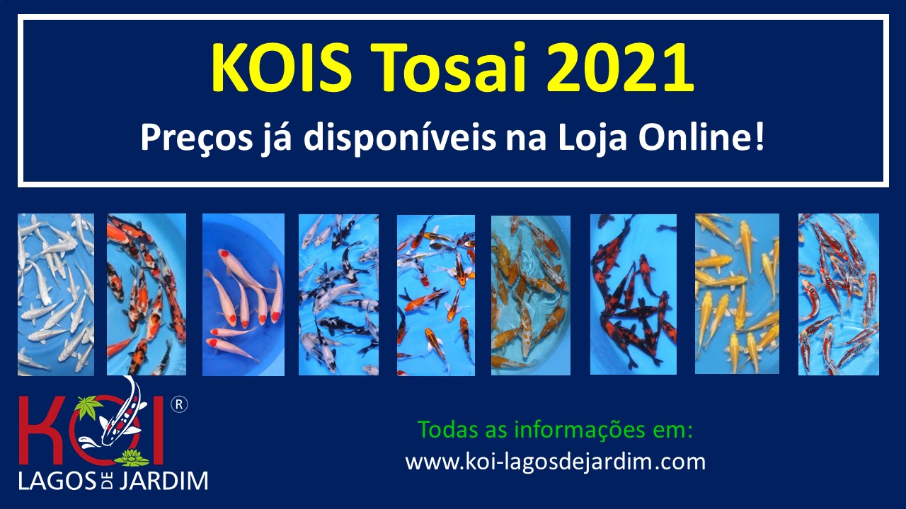 KOI TOSAI 2021