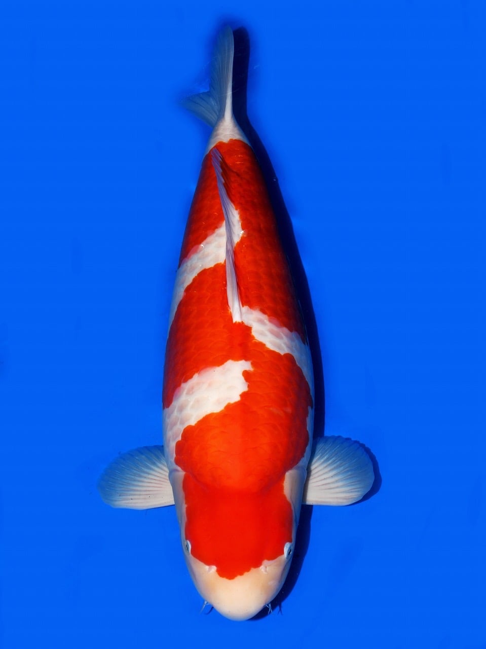 BELGIAN ZNA KOI SHOW - MATURE CHAMPION