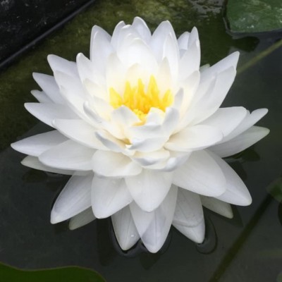 N. GONNERE (em vaso 15cm) N. GONNERE (em vaso 15cm)