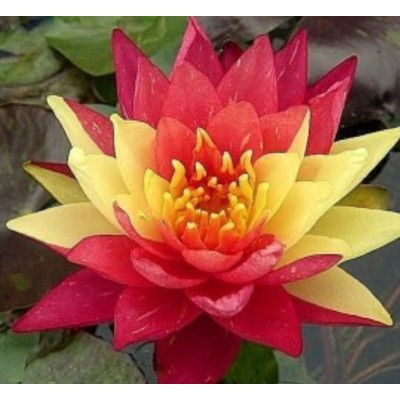 N. WANVISA (em vaso 15cm) N. WANVISA (em vaso 15cm)