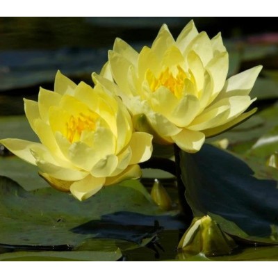 N. JOEY TOMOCIK (em vaso 15cm) N. JOEY TOMOCIK (em vaso 15cm)