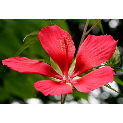 (PA) HIBISCUS COCCINEUS (Scarlet Rosemallow) (PA) HIBISCUS COCCINEUS (Scarlet Rosemallow)
