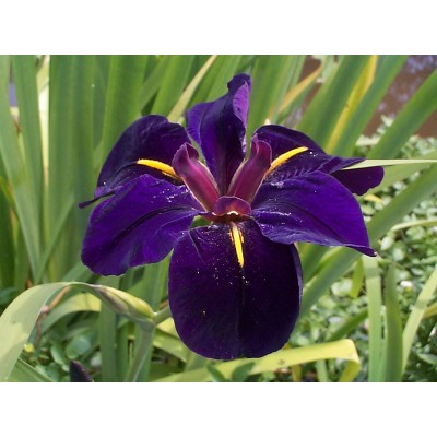 (PA) IRIS BLACK GAMECOCK (Louisiana Iris) (PA) IRIS BLACK GAMECOCK (Louisiana Iris)