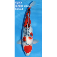 KF.1013 MARUTEN SHOWA