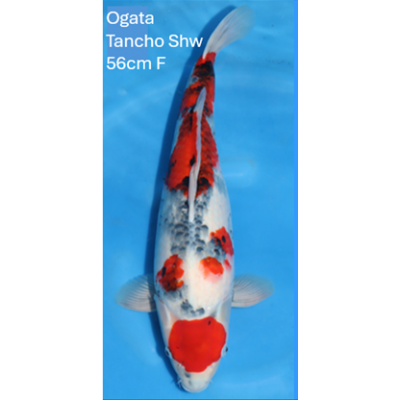 KF.1013 MARUTEN SHOWA