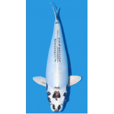 KF.1015 KIKOKURYU PEARL