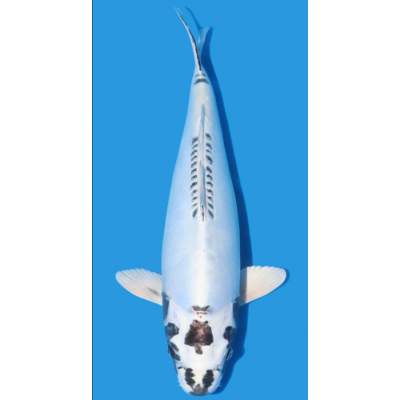 KF.1015 KIKOKURYU PEARL