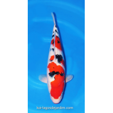 KF.1030 SANKE VHQ