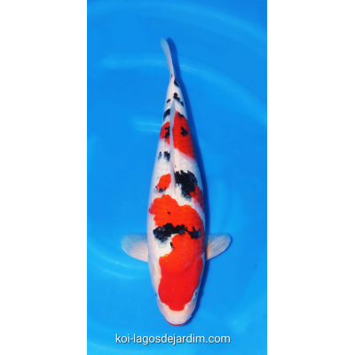 KF.1030 SANKE VHQ