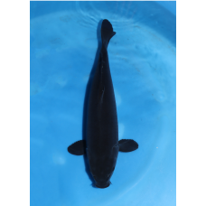 KF.1044 KARASUGOI