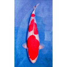 KF.1045 KOHAKU SANDAN