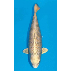 KF.1022 JUMBO SILVER FOX