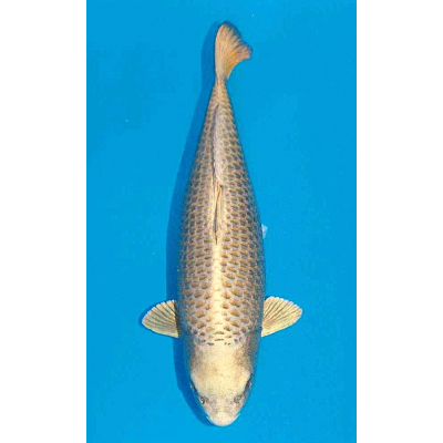 KF.1022 JUMBO SILVER FOX