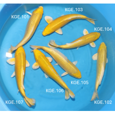 KGE.101-107 YAMABUKI / GINRIN YAMABUKI