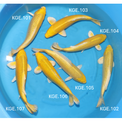 KGE.101-107 YAMABUKI / GINRIN YAMABUKI KGE.101-107 YAMABUKI / GINRIN YAMABUKI