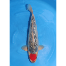 KGE.108 GINRIN TANCHO GOSHIKI