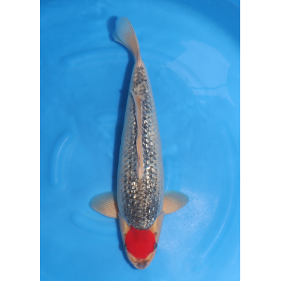 KGE.108 GINRIN TANCHO GOSHIKI