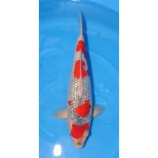 KGE.109 GINRIN GOSHIKI