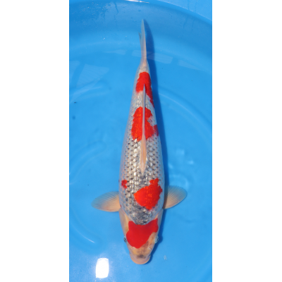 KGE.109 GINRIN GOSHIKI KGE.109 GINRIN GOSHIKI