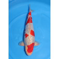 KGE.110 GINRIN GOSHIKI