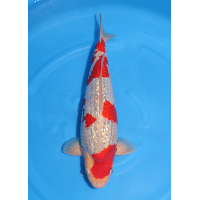 KGE.110 GINRIN GOSHIKI