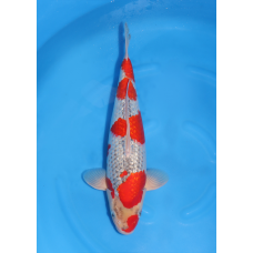 KGE.111 GINRIN GOSHIKI