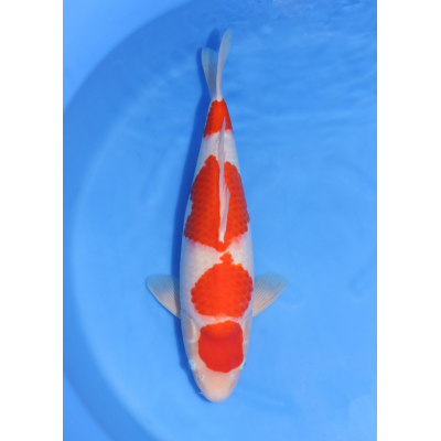 KGE.04 KOHAKU YONDAN