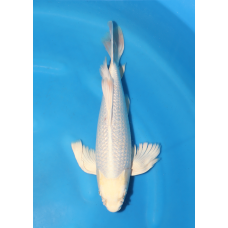 KGE.114 HIRENAGA ANGEL