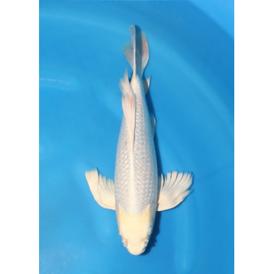 KGE.114 HIRENAGA ANGEL KGE.114 HIRENAGA ANGEL