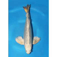 KGE.116 HIRENAGA GINRIN KABUTO