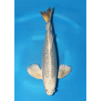 KGE.116 HIRENAGA GINRIN KABUTO