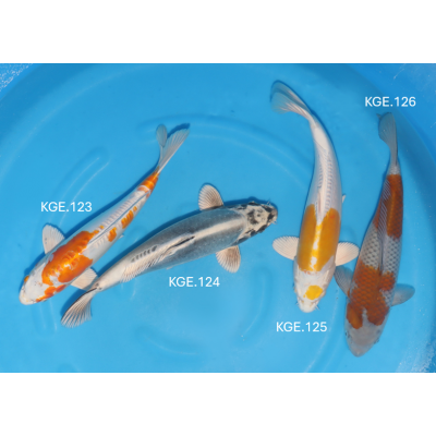 KGE.123-126 MIX YAMAZAKI KGE.123-126 MIX YAMAZAKI