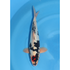 KGE.130 DOITSU TANCHO SHOWA