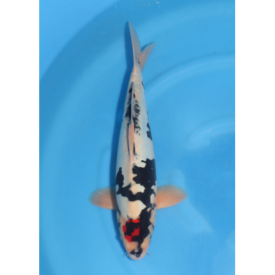 KGE.130 DOITSU TANCHO SHOWA KGE.130 DOITSU TANCHO SHOWA