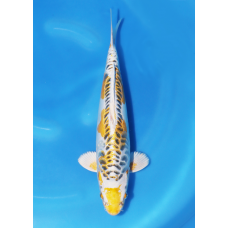 KGE.133 ARAGOKE HARIWAKE