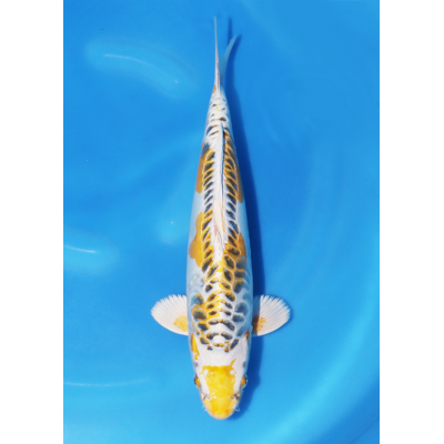 KGE.133 ARAGOKE HARIWAKE KGE.133 ARAGOKE HARIWAKE