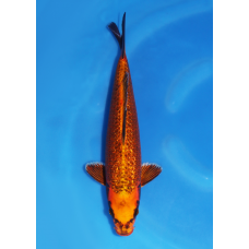 KGE.134 GINRIN TIGER