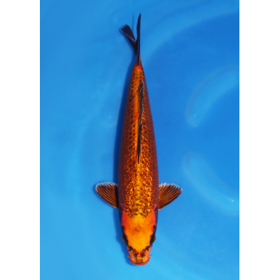 KGE.134 GINRIN TIGER KGE.134 GINRIN TIGER