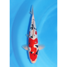 KGE.137 DOITSU SANKE VHQ