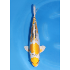 KGE.138 KIN KIKOKURYU