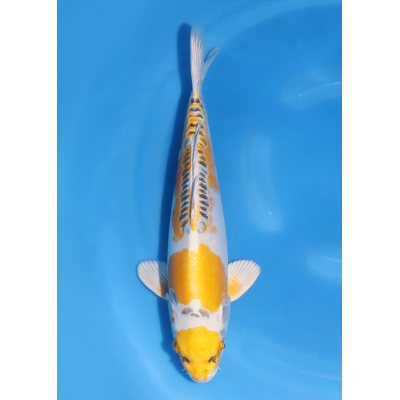 KGE.138 KIN KIKOKURYU KGE.138 KIN KIKOKURYU