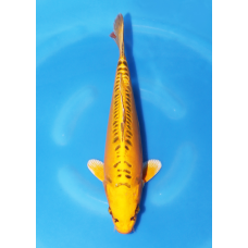 KGE.139 YELLOW MIZUHO