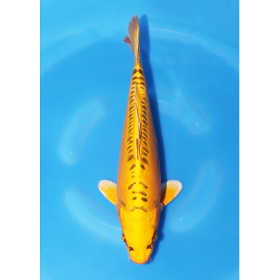 KGE.139 YELLOW MIZUHO