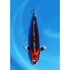 KGE.140 BENI KIKOKURYU