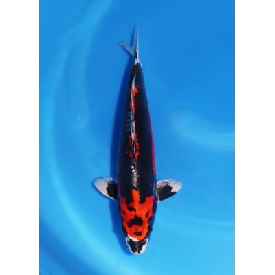 KGE.140 BENI KIKOKURYU