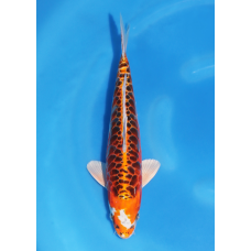 KGE.142 ARAGOKE TIGER